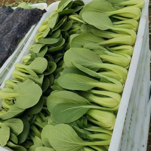 曹县曹县邵庄优质上海青油菜，产地直发