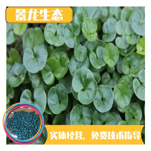 南宁马蹄金种子 四季常青园林绿化草坪草籽护坡植被