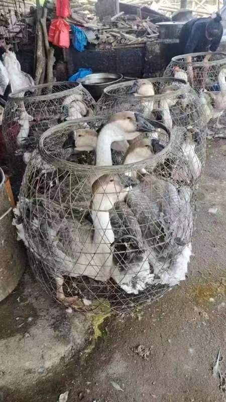潮州10斤的活鹅