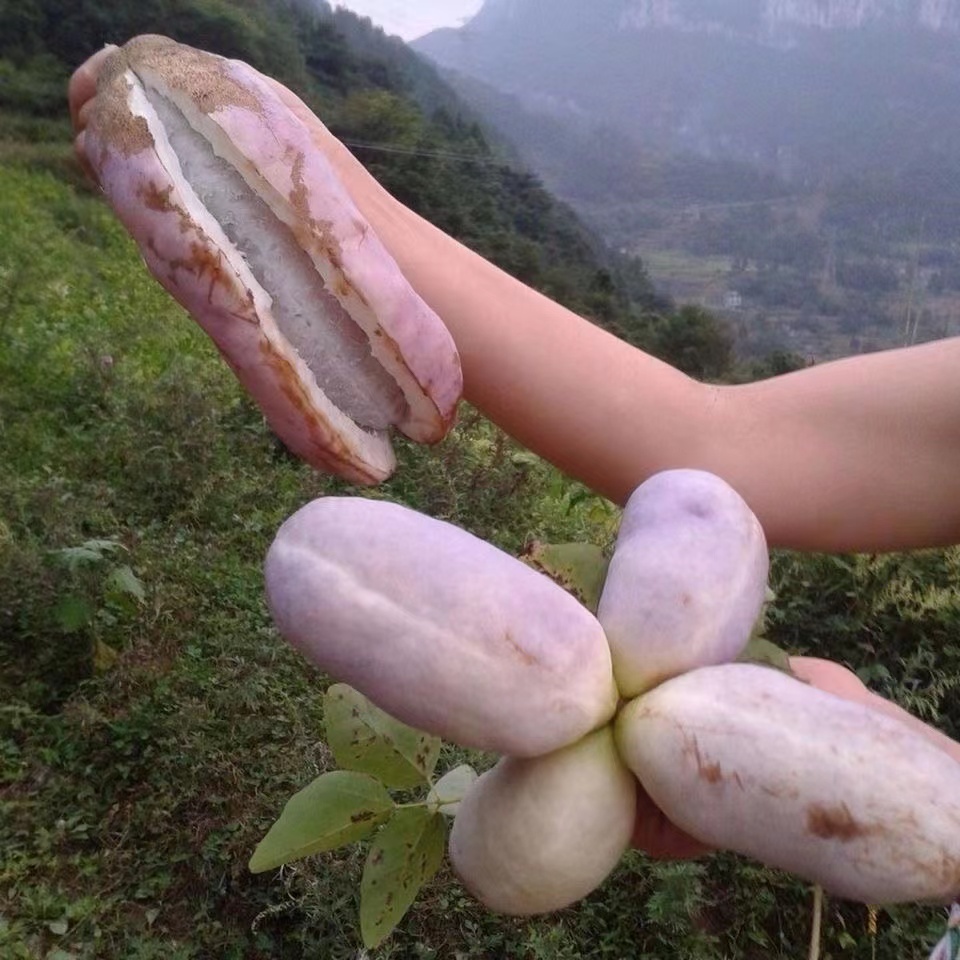 八月瓜种子紫八月瓜种子多年生爬藤植物食用水果八月瓜种籽