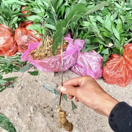 弋阳县黄精苗