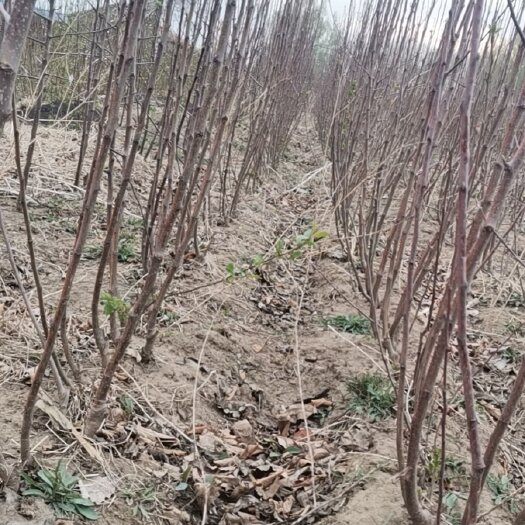 梨树县黑苹果树苗