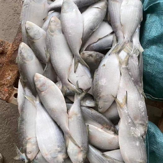 福州西王 65-70条一件 10kg 有纸箱和编织袋