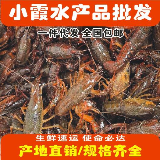 洪湖小龙虾 小红2-4