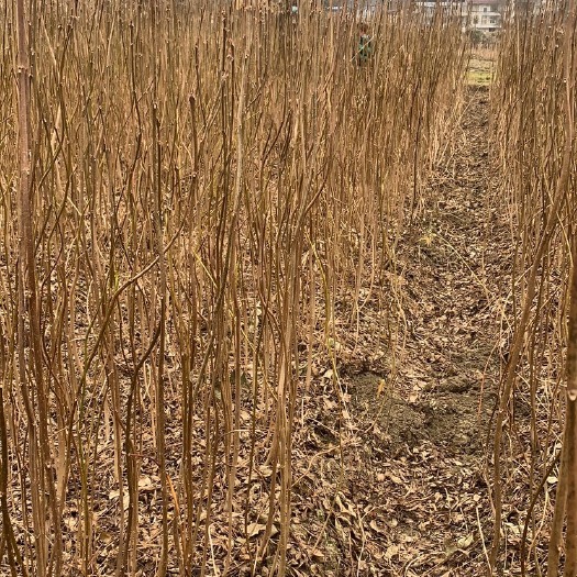 桑植县栾树苗