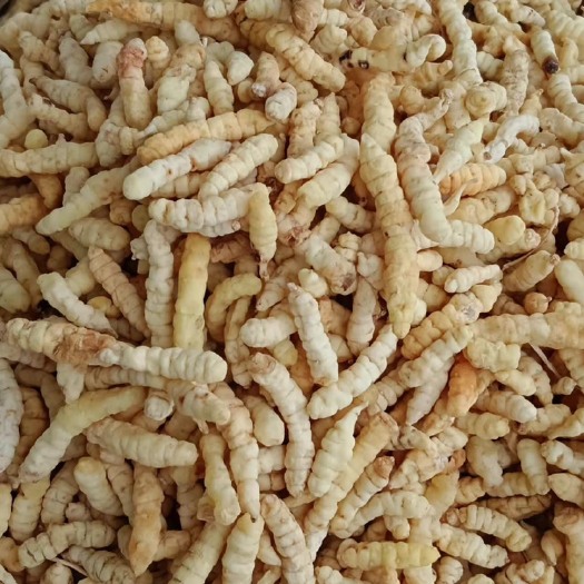 玉林中药材虫草参