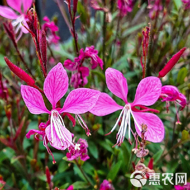 山桃草种子，盆栽千鸟花玉蝶花观花种籽四季庭院观叶种孑批发