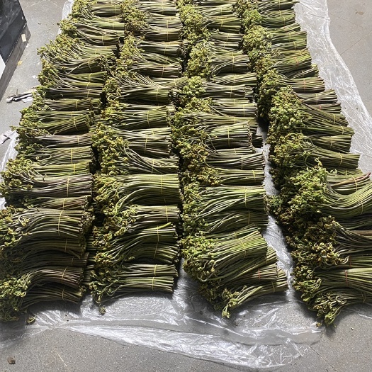 新鲜蕨菜￼