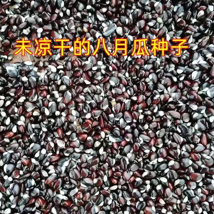 八月瓜种子紫八月瓜种子多年生爬藤植物食用水果八月瓜种籽