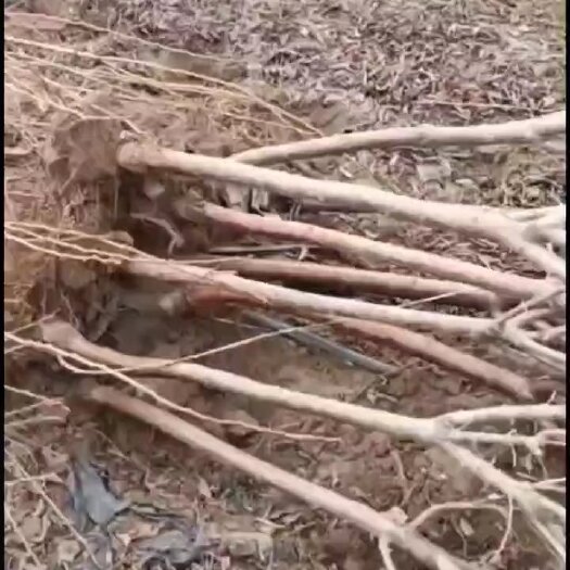 凌海市李子树
