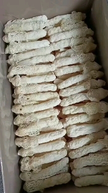 安龙县红托竹荪