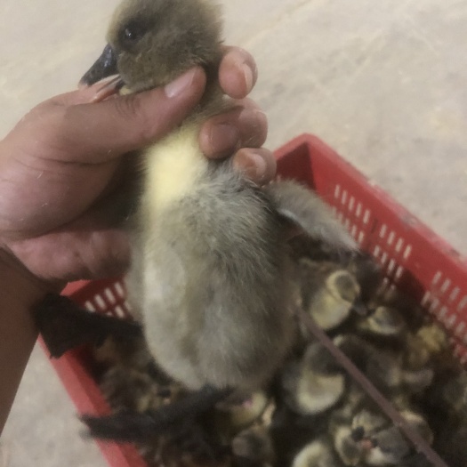 肥东县出售红雁鹅50只