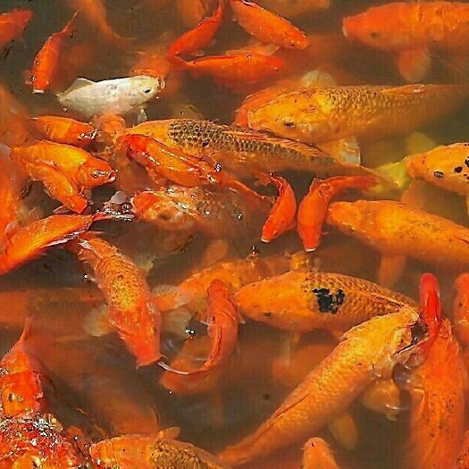 重庆市推荐《锦鲫》观赏鱼苗 基地孵化鱼场批发 提供技术指导送货