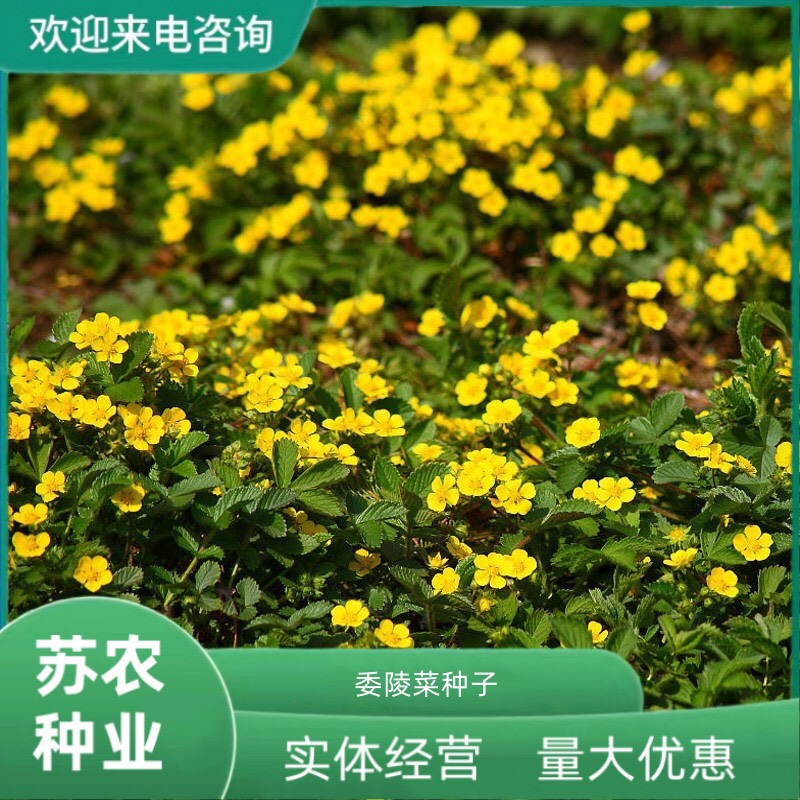 沭阳县委陵菜种子阳台庭院盆栽室内四季易种地被花卉种子多年生黄色小花