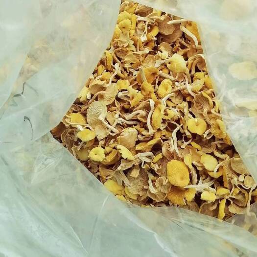 巴彦县榆黄蘑鸡油菌手剪单根颜色好品质优质