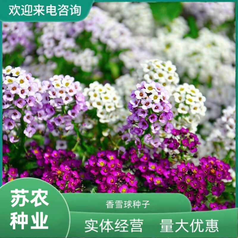 沭阳县香雪球种子多年生玉蝶球芳香蜜源植物养蜜蜂采花花卉授粉植物种籽