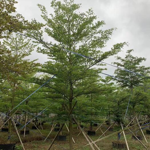 小叶榄仁各种规格