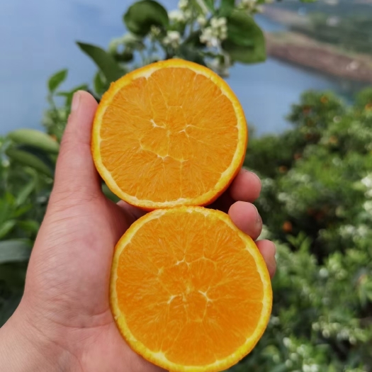 秭归县湖北秭归伦晚脐橙10斤当季大果新鲜水果整箱手剥现摘果冻甜橙子