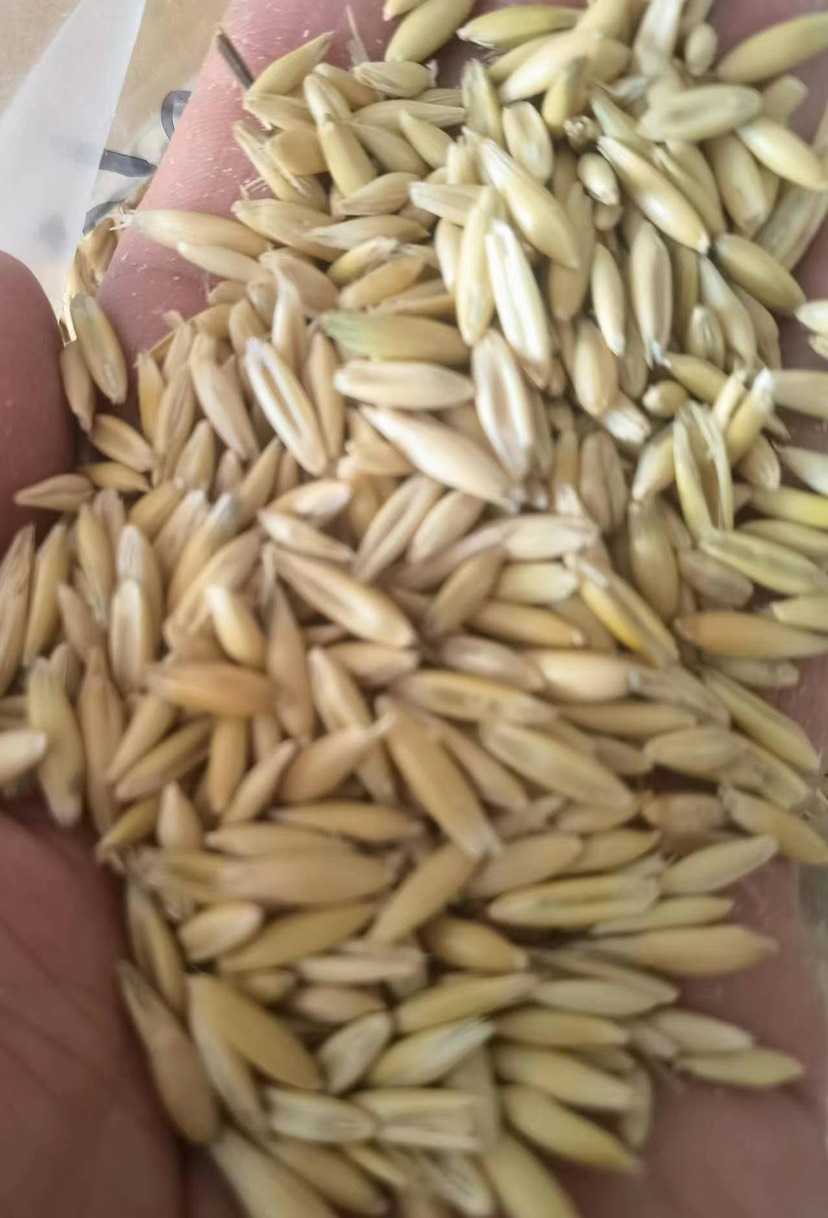 燕麦种子