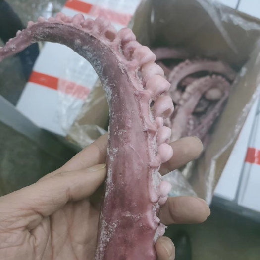 章鱼须