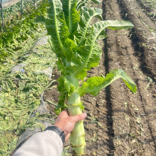 兰陵县优质大棚种植尖叶莴笋 量大质量优
