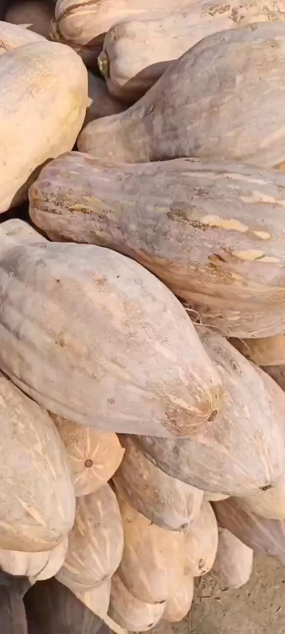 嘉鱼县湖北万亩基地出售老南瓜(金韩密本，盘龙204，金香，王中王。