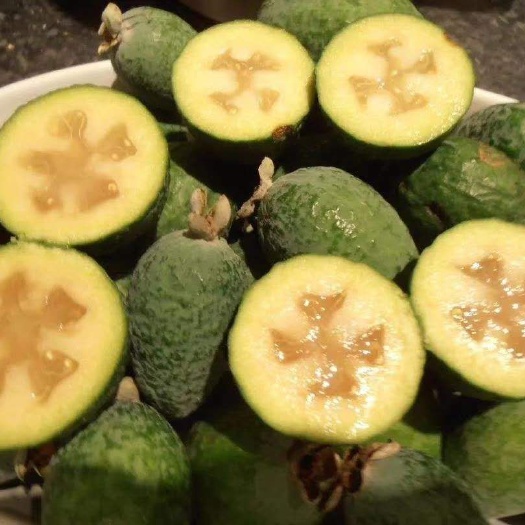 菲油果苗 费约果苗  香菲果苗 斐济果苗