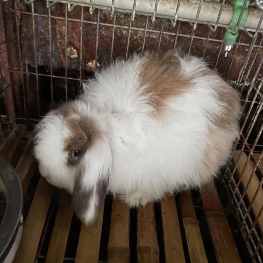 宠物兔，花巨兔，养着玩的兔子，道奇宠物兔，垂耳兔