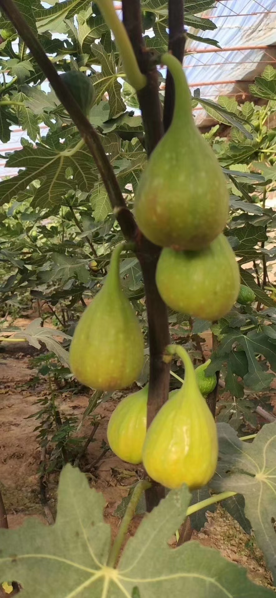 芭劳奈无花果苗 大芭无花果苗 香蕉无花果苗