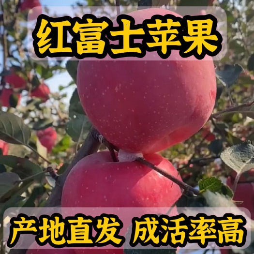 营口红富士苹果苗 产地直发 根系发达 提供技术指导 死苗补发