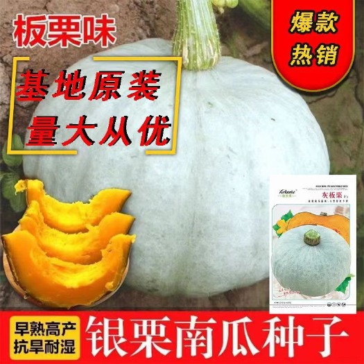 武汉银栗南瓜种籽孑 捷利亚板栗味银栗白皮老南瓜，优种