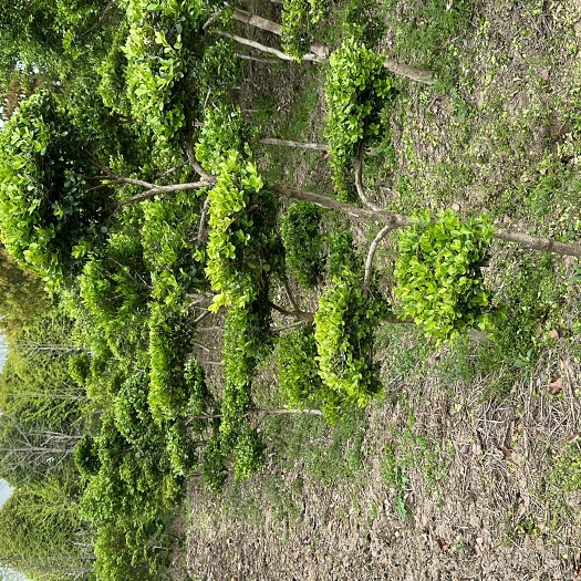 上海瓜子黄杨