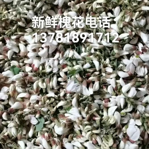 汝州市新鲜槐花