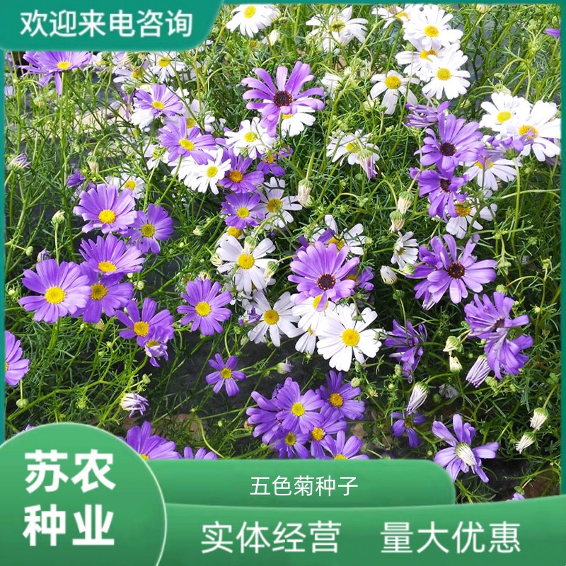 沭阳县五色菊花种子室内外盆栽庭院花坛四季播易活多年生小野花花卉种孑