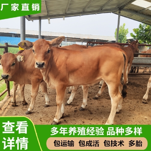 滕州市改良牛犊  买十送二 每头补贴2000元【正规养殖场】