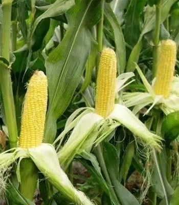 长阳县甜玉米
