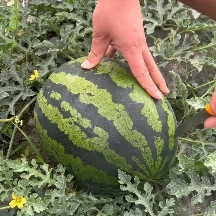 《实力代办》大棚甜王西瓜大量有货，对接各大电商平台与批发市场