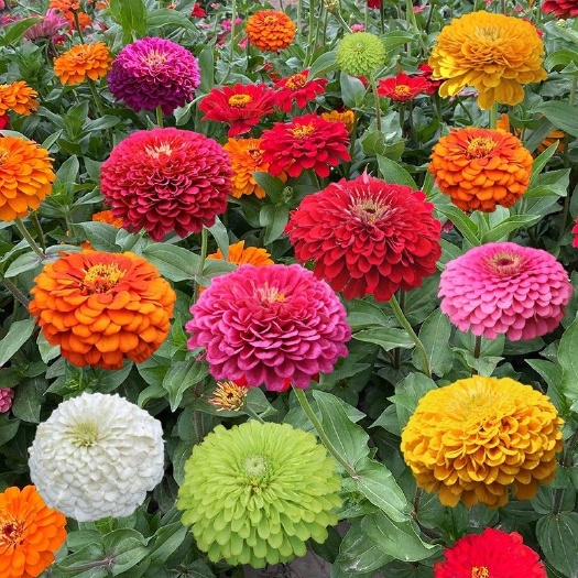 嘉祥县大花百日草花七彩重瓣百日菊花四季播种易活道路庭院花期长