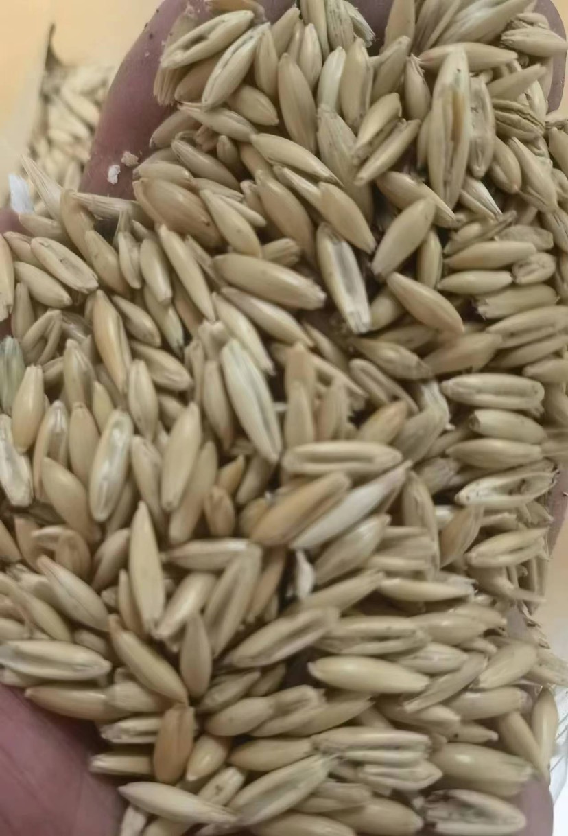 燕麦种子