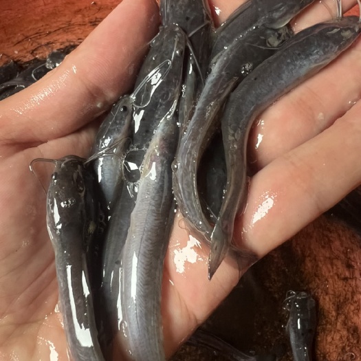 南宁埃及鱼苗，胡子鲶鱼苗，