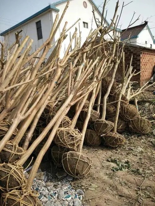 桐柏县紫薇