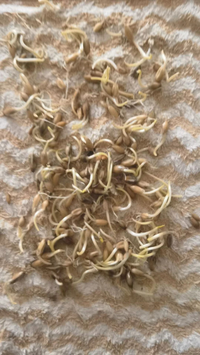 燕麦种子