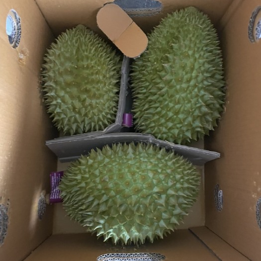 广州泰国金枕榴莲支持一件代发