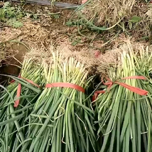 潍坊铁杆大葱苗