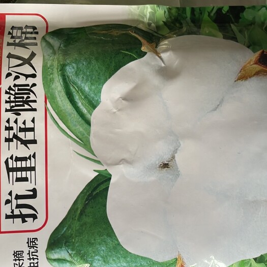 夏邑县棉花种子 抗病虫，大桃，更省工，