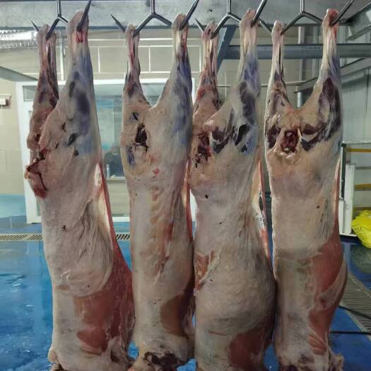 二连浩特清真蒙古白条羊，酮体