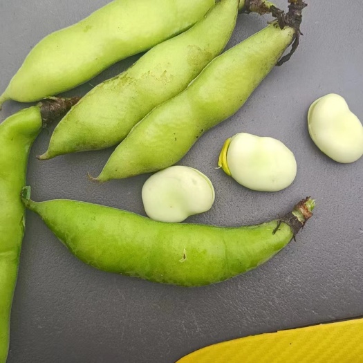 六盘水胡豆大量现货，需要的老铁速联，随时安排