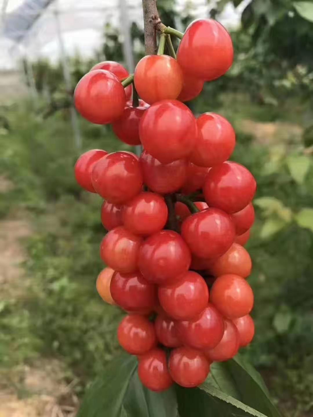 甜樱桃苗 南方红樱桃苗 红妃樱桃苗