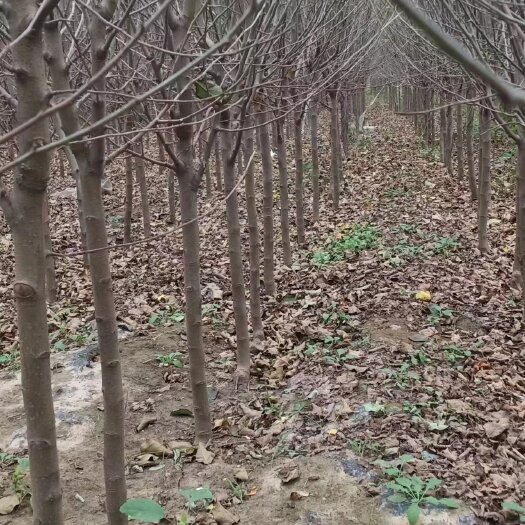 凌海市苹果梨树