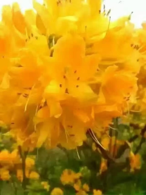 五莲县映山红黄杜鹃羊踯躅一手货源